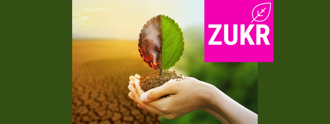 ZUKR Expensive? - The True Cost of Cheap Sugar 